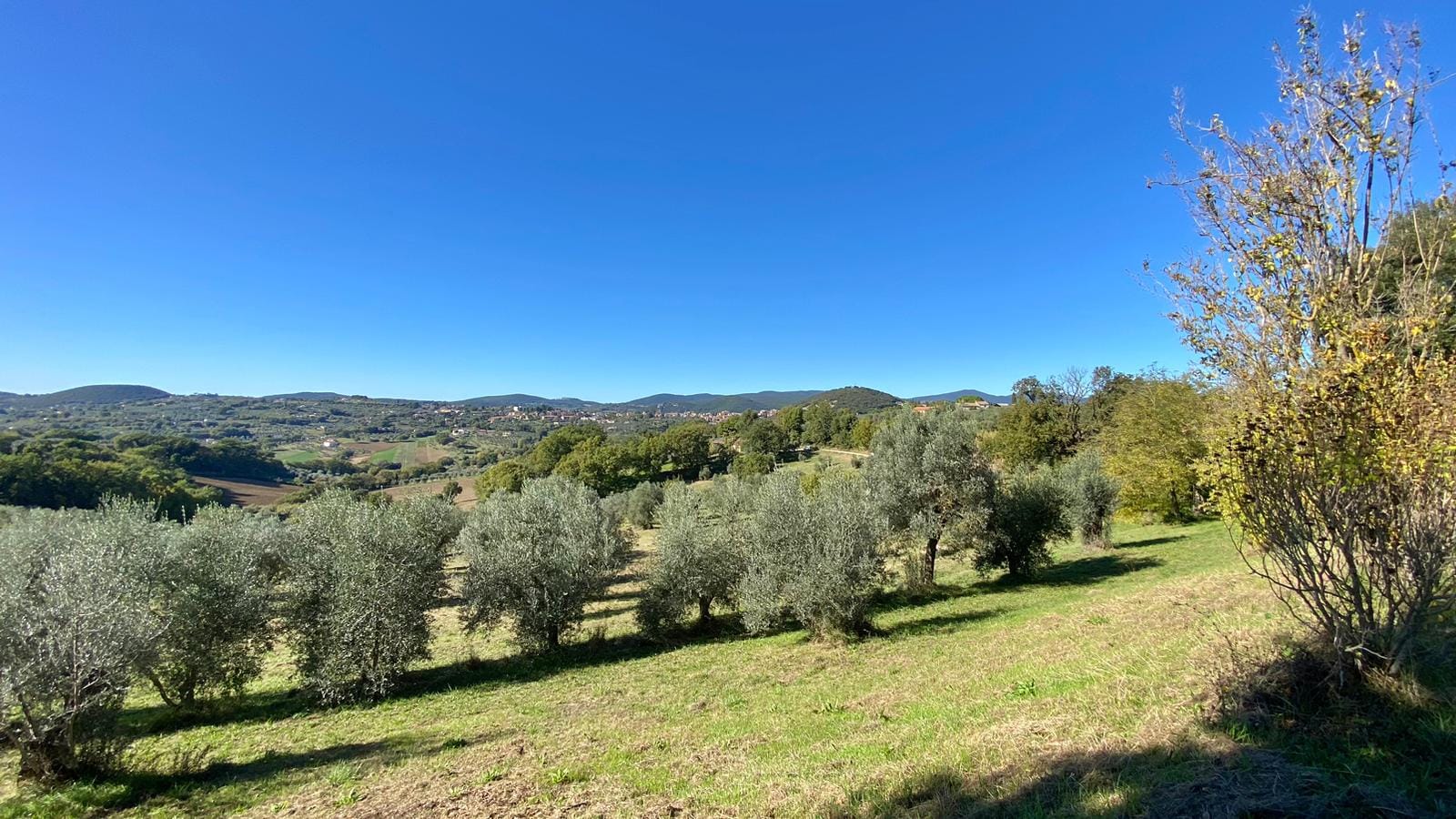 vista terreno a oliveto